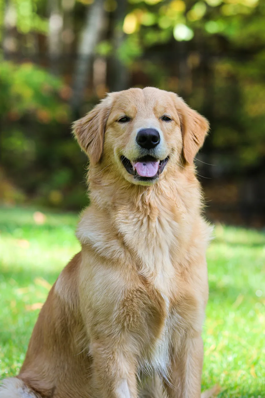 A favorite photo of a dog used to create a memorial portrait