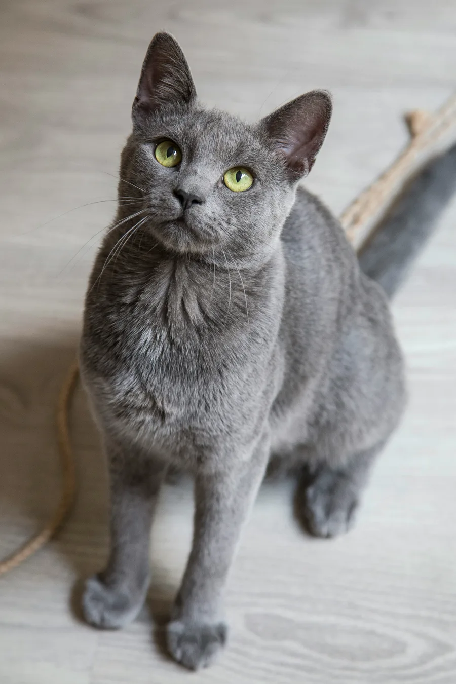A favorite photo of a cat used to create a memorial portrait