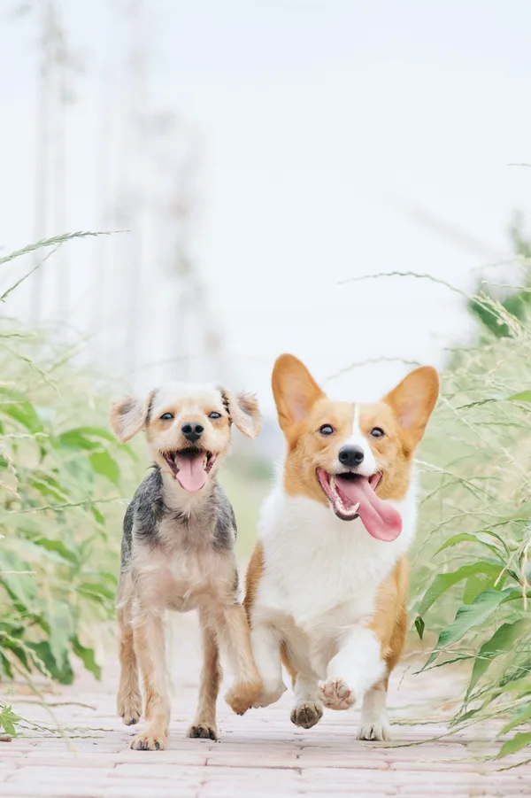 Example of a good reference photo for a pet portrait — sharp, eye-level, natural light